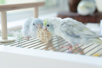 Two cute pastel Pacific Parrotlets playing and biting a rattan ball toy together on a wire cage near the window.