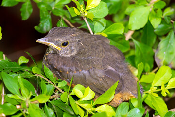 Sabi&aacute; Laranjeira IMG_2386