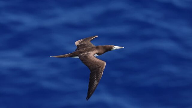 Brown Booby (Sula leucogaster) bird flying over the Coral Sea in Australia. Slow motion, 25 percent natural speed.