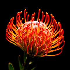 Striking Orange Pincushion Protea Flower with Fiery Spiky Petals on Dramatic Black Background