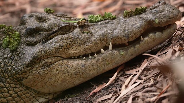 A smaller female Saltwater Crocodile (Crocodylus porosus) on tropical shoreline waiting patiently for prey. Queensland, Australia. Slow motion, 25 percent natural speed.