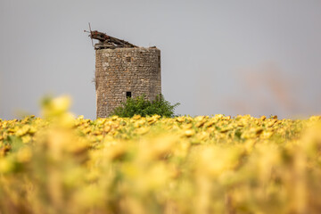 abandoned windmill in sunflower field, Image shows an old abandoned damaged windmill falling into disrepair in the middle of a sunflower field in the French countryside on a hot summers day