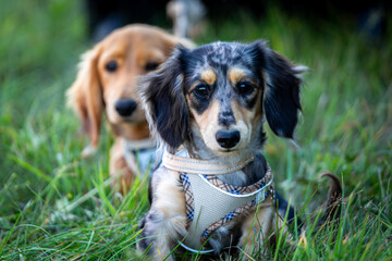 6 month old long haired miniature daschund puppies, Image shows two brothers one shaded red and the other dapple or tabby posing next to each other