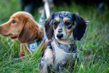 6 month old long haired miniature daschund puppies, Image shows two brothers one shaded red and the other dapple or tabby posing next to each other