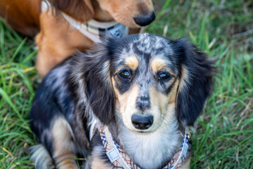 6 month old long haired miniature daschund puppies, Image shows two brothers one shaded red and the other dapple or tabby posing next to each other