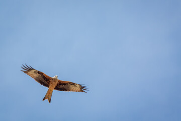 Obraz premium A majestic red kite soaring through a clear blue sky. This dynamic wildlife shot captures the impressive wingspan and graceful flight of a bird of prey in its natural habitat.