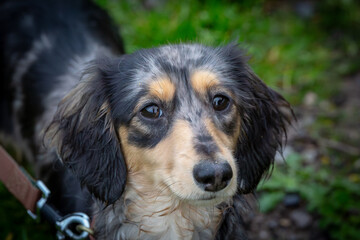9 month old long haired miniature daschund puppy, Image shows a dapple or tabby sausage dog on a walk along a country footpath on a cold winters day