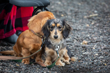 9 month old long haired miniature daschund puppies, Image shows two brothers one shaded red and the other dapple or tabby posing next to each other