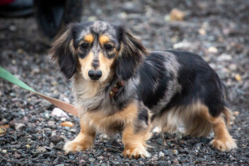 9 month old long haired miniature daschund puppy, Image shows a dapple or tabby sausage dog sitting on a stone path on a cold winters day