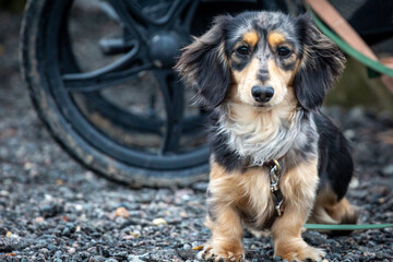 9 month old long haired miniature daschund puppy, Image shows a dapple or tabby sausage dog sitting on a stone path on a cold winters day
