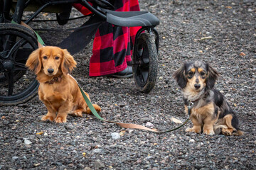 9 month old long haired miniature daschund puppies, Image shows two brothers one shaded red and the other dapple or tabby posing next to each other