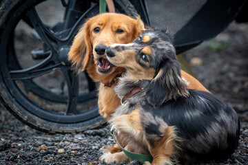 9 month old long haired miniature daschund puppies, Image shows two brothers one shaded red and the other dapple or tabby posing next to each other