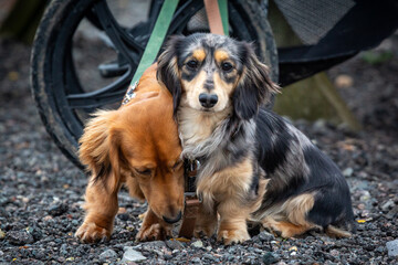 9 month old long haired miniature daschund puppies, Image shows two brothers one shaded red and the other dapple or tabby posing next to each other