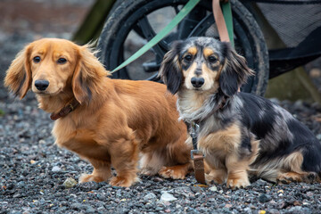 9 month old long haired miniature daschund puppies, Image shows two brothers one shaded red and the other dapple or tabby posing next to each other