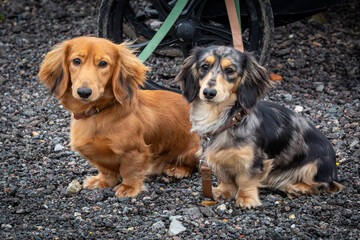9 month old long haired miniature daschund puppies, Image shows two brothers one shaded red and the other dapple or tabby posing next to each other
