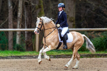 Young female in a ridden horse show competition, Image shows a girl riding her Section C Welsh cob palomino stallion into the show ring