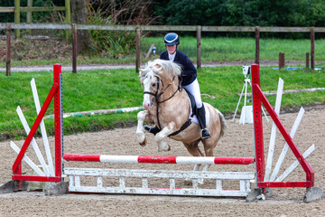 Young female competing in a show jumping competition,  Image shows a 27 year old Caucasian girl jumping over poles with her palomino section c Welsh cob stallion 