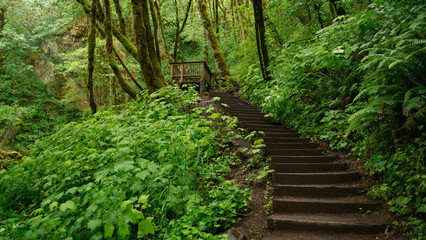Fototapeta premium Stone Staircase with Wooden Viewing Platform in Lush Forest