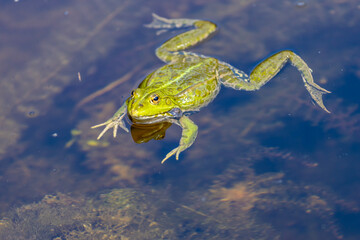 Frog in pond. Amphibian resting on water surface among aquatic plants. Wildlife, nature, and wetland habitat in close-up view, water animals wildlife in summer. Green frog