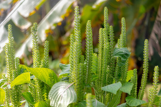 Selective focus of Beefsteak plant with green leaves in garden, Perilla frutescens commonly called perilla or Korean perilla is a species of Perilla in the mint family Lamiaceae, Natural background.