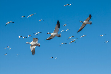 Fototapeta premium Snow Geese in Flight