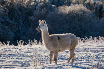 An alpaca on a snow-covered meadow in the Taunus Mountains on a cold winter day.
