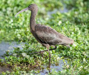 Fototapeta premium Glossy Ibis feeding on waterlogged ground