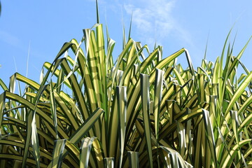 Screw pine (Pandanus sanderi Sander ex M.T. Mast) has beautiful, striking leaves against bright sky. Leaves have white or yellow stripes contrasting with green.  Aerial roots supporting the trunk.

