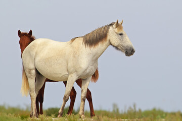 Obraz premium A family of wild Danube horses is filmed close-up with a foal.