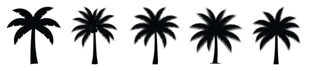 Obraz premium Isolated palm tree on the white background.