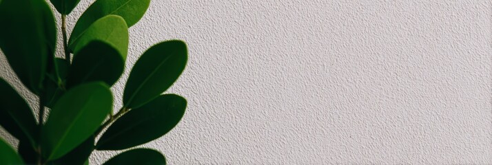 緑の葉が白い壁に寄り添う様子