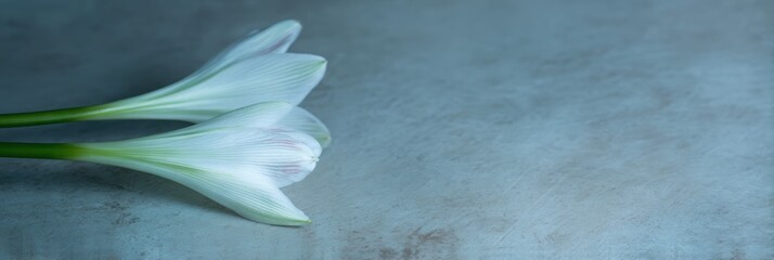 白い花がテーブルの上にある