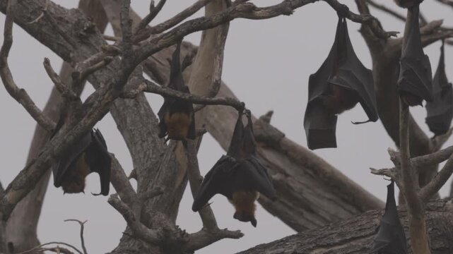 Large colony of Indian flying foxes Pteropus medius roosting on a tree in tropical forest, showing natural wildlife behavior. Animal footage in Slow motion video. ProRes 422 10 bit C-LOG video.