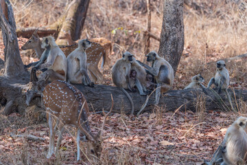 Gray langur and Chital