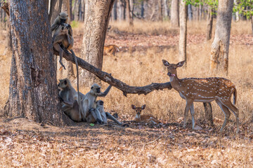 Gray langur and Chital