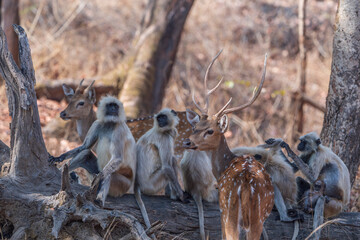 Gray langur and Chital