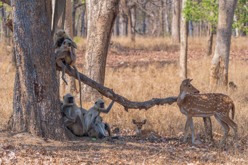 Gray langur and Chital