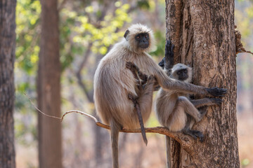Gray langur