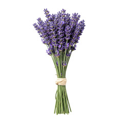 Macro close-up of a hand-tied lavender bouquet (indigo-purple florets, silvery-green stems) isolated on brilliant white studio background. Concept of natural aromatherapy and wellness