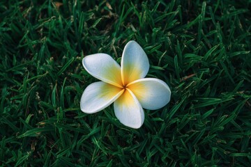 草の上に咲く白い花が一つあります