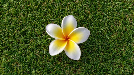 白い花が緑の芝生の上に置かれている