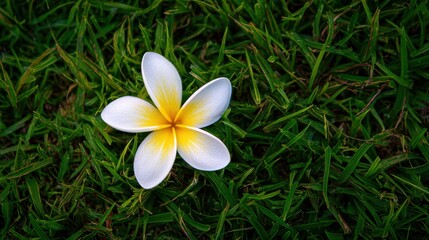 草の上に咲く白い花の様子