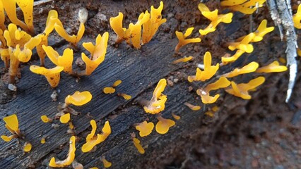 Bright yellow jelly fungus Dacryopinax spathularia growing on rotten wood in a tropical forest....