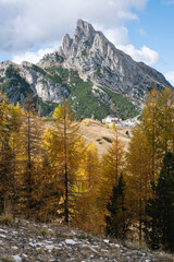 Alpine Fall Trees - Dolomites in Autumn with green yellow and orange pine trees with mountains in the background