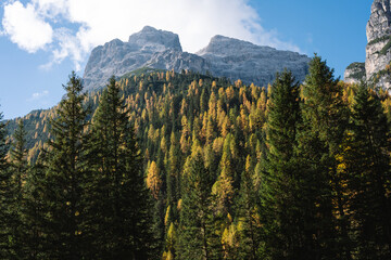 Alpine Fall Trees - Dolomites in Autumn with green yellow and orange pine trees with mountains in the background