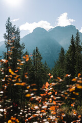 Alpine Fall Trees - Dolomites in Autumn with green yellow and orange pine trees with mountains in the background