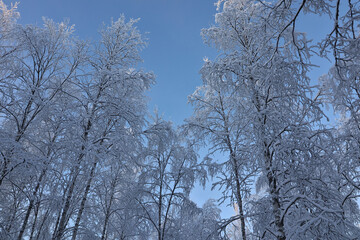 Fototapeta premium Snow-covered trees in wintery forest in Lapland, Finland; frost on bare branches under clear blue winter sky, serene cold landscape nature scene