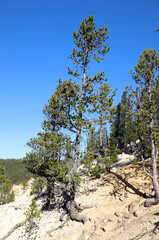 Lodgepole Pine growing on a rocky hillside, Yellowstone National Park, Wyoming  USA
