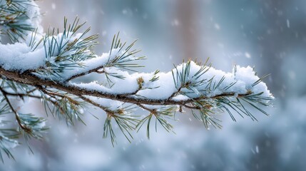 Snow-covered pine branch dusted with fresh snow, conveying a crisp and quiet winter atmosphere.
