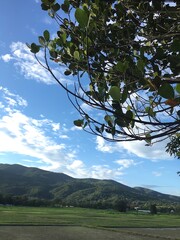 Upward view of green tree branches against a bright blue sky with distant mountains and farmland, creating a fresh peaceful countryside landscape mood.